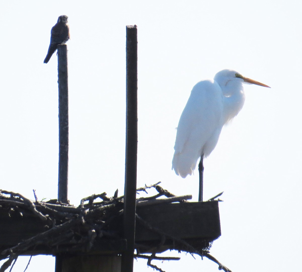 Great Egret - ML643000755