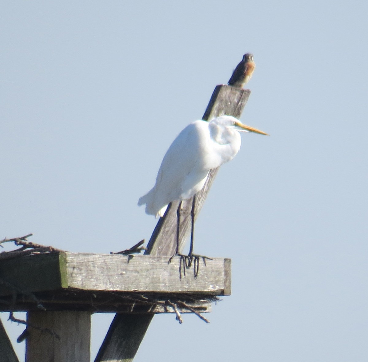 Great Egret - ML643000756