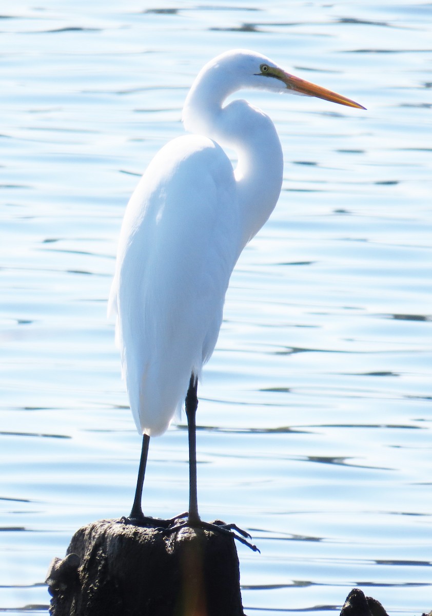 Great Egret - ML643000757