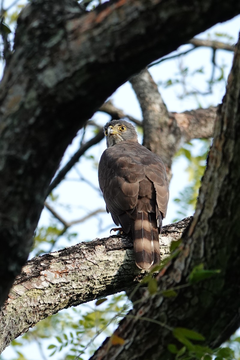 Crested Goshawk - ML643000767