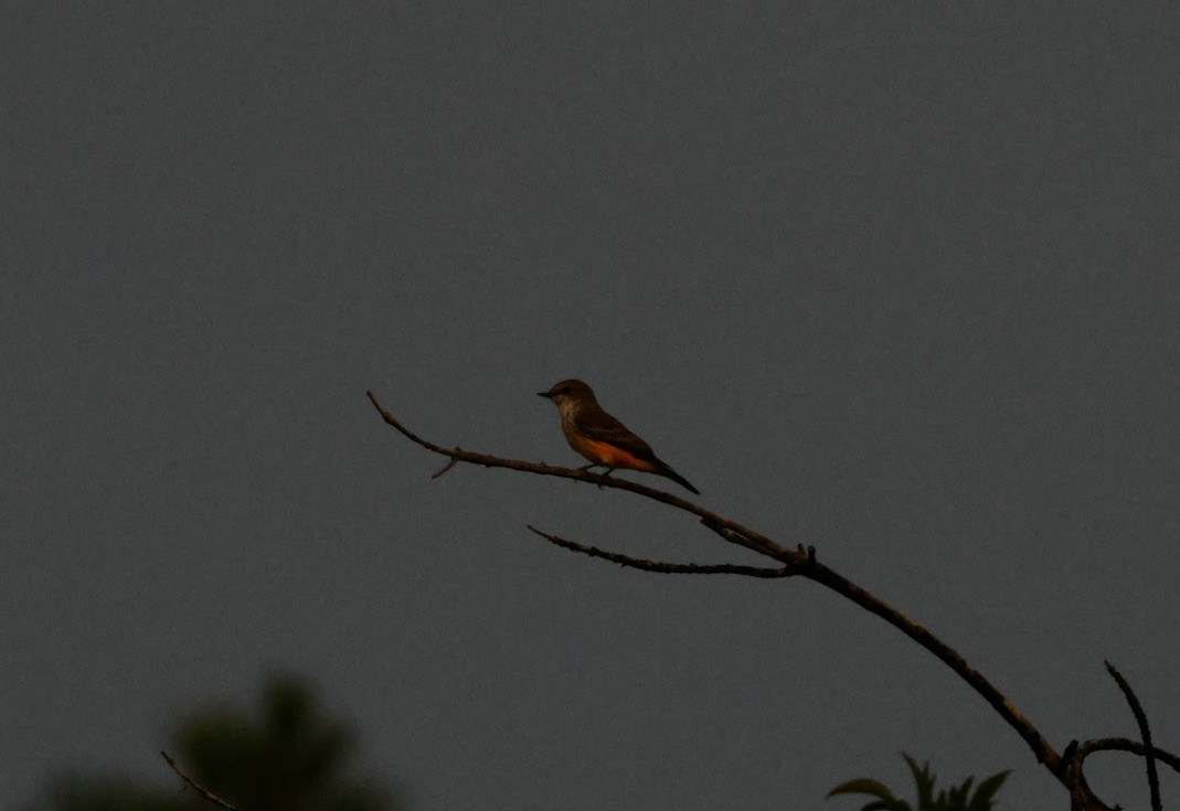 Vermilion Flycatcher - ML643000788