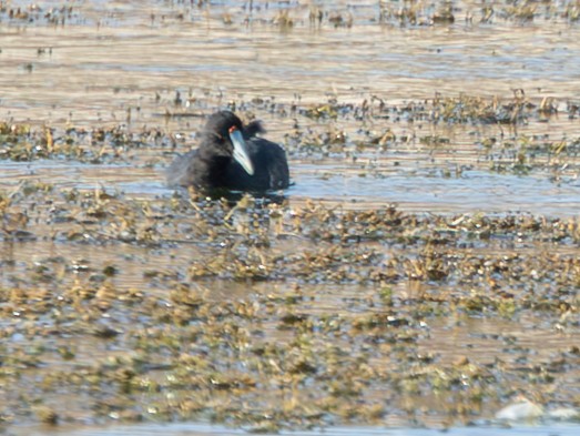 Red-knobbed Coot - ML643000797