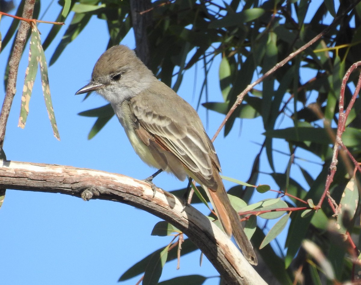 Ash-throated Flycatcher - ML643000837