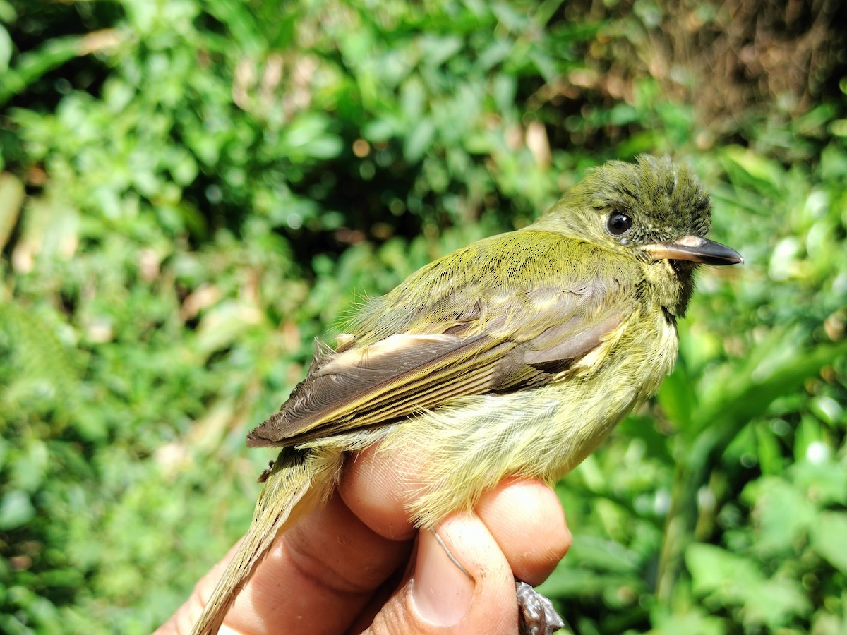 Olive-striped Flycatcher - ML643000840