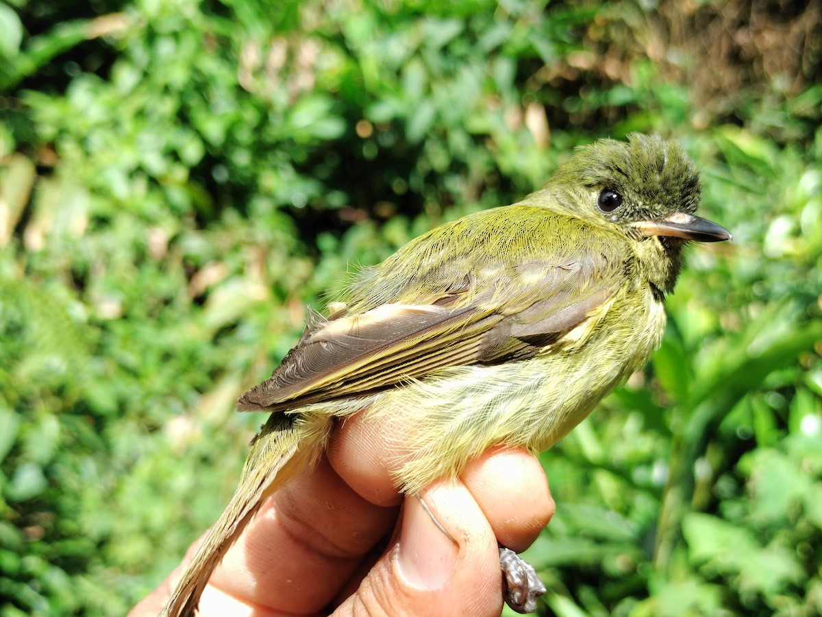 Olive-striped Flycatcher - ML643000841