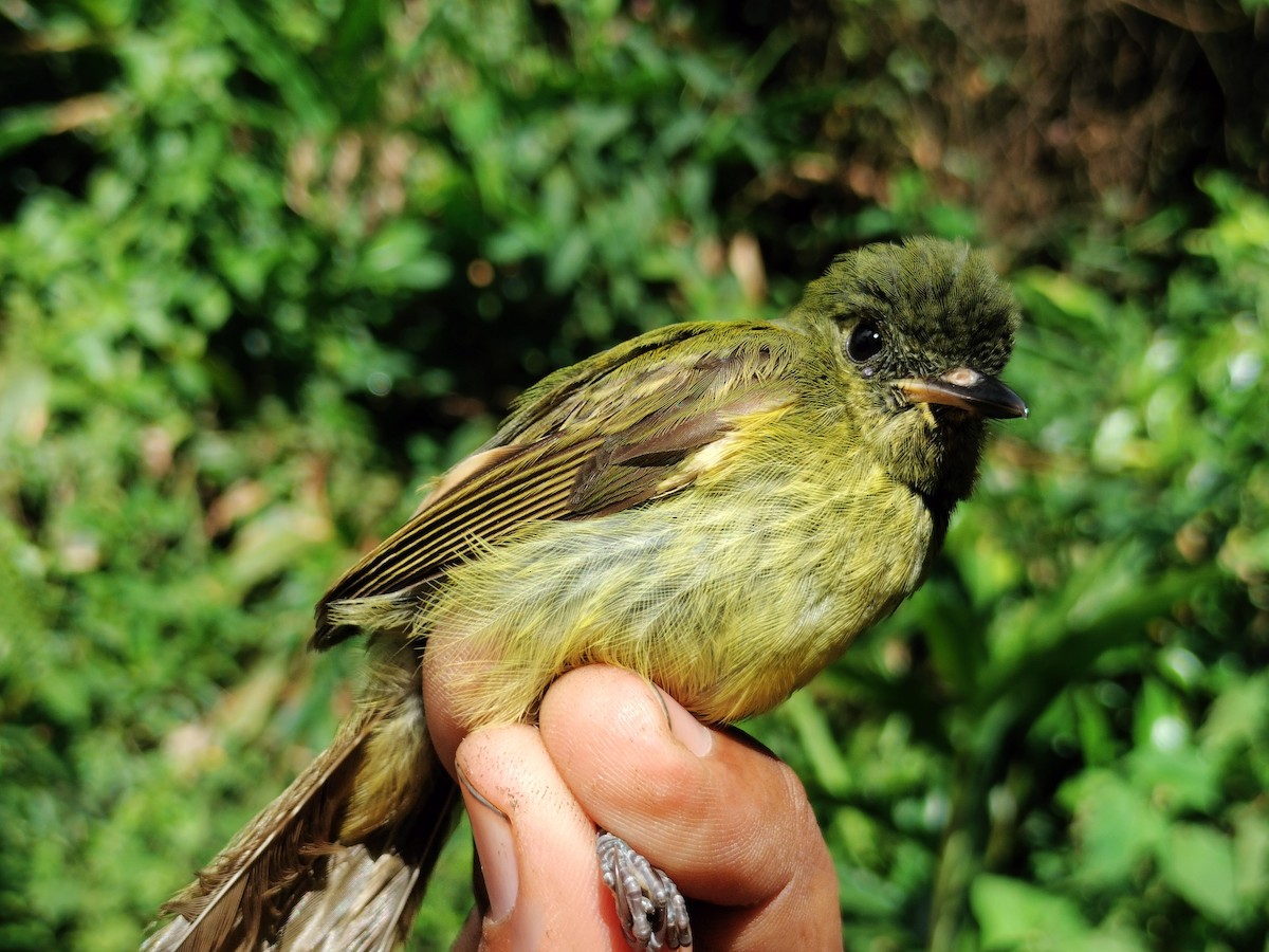 Olive-striped Flycatcher - ML643000842