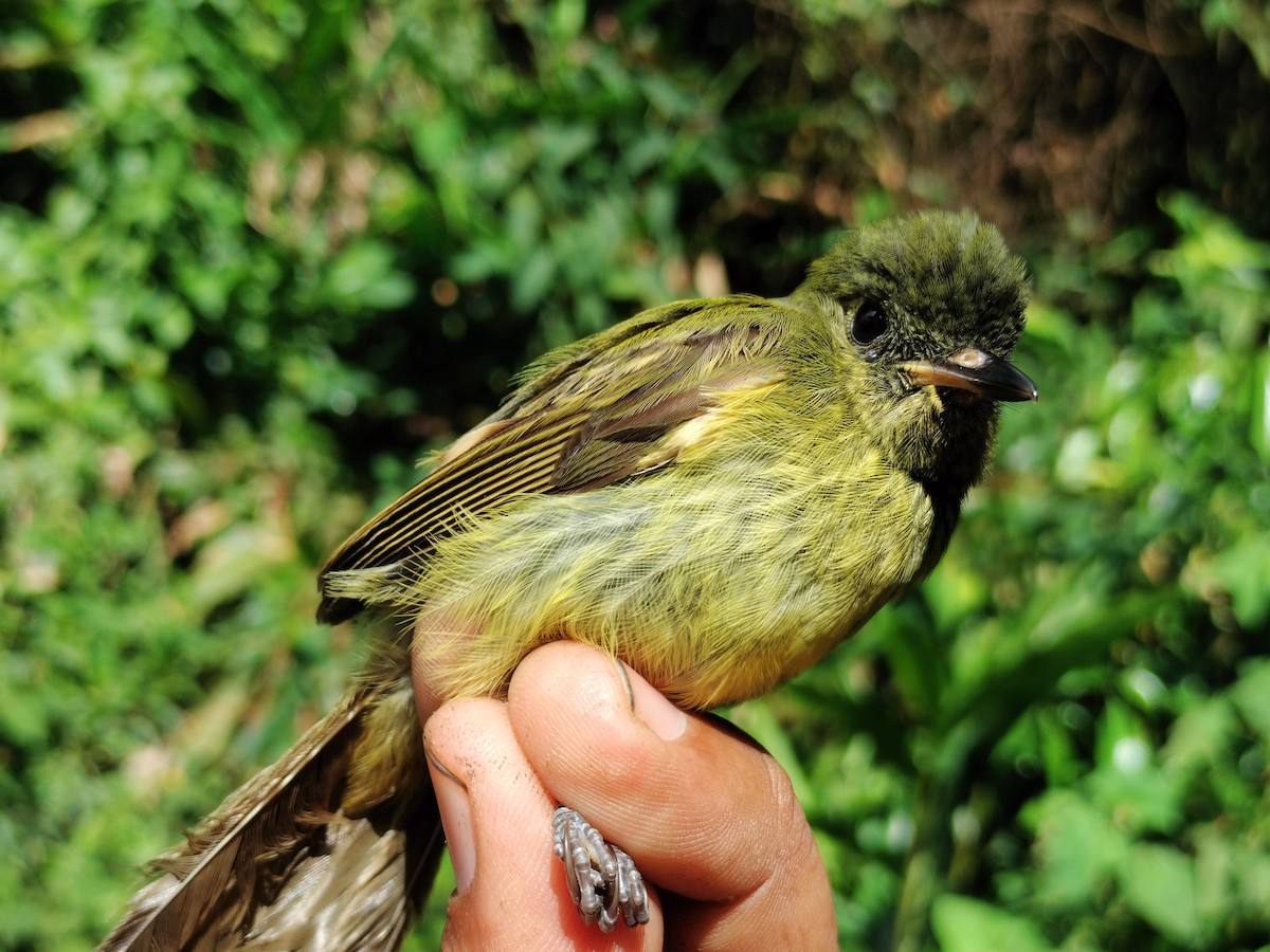 Olive-striped Flycatcher - ML643000843