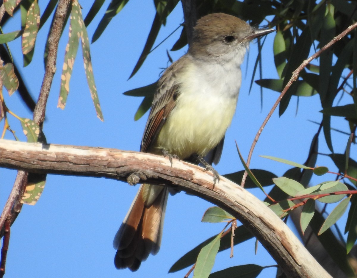 Ash-throated Flycatcher - ML643000849