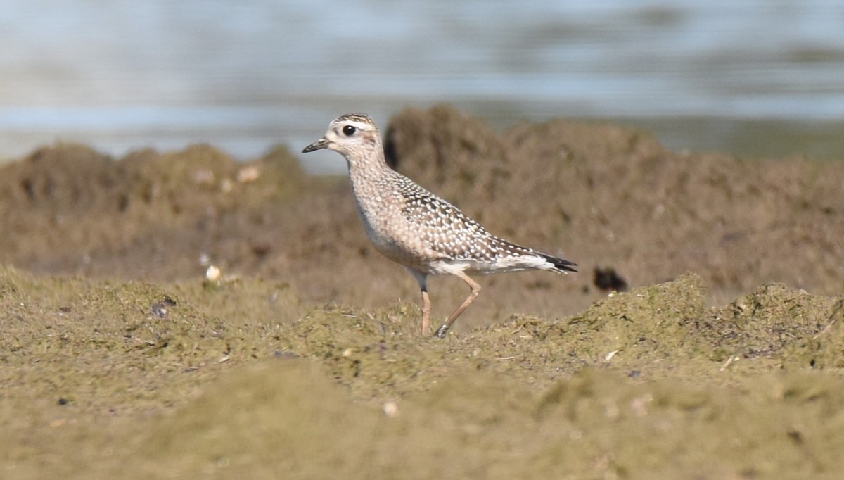 American Golden-Plover - ML643000861