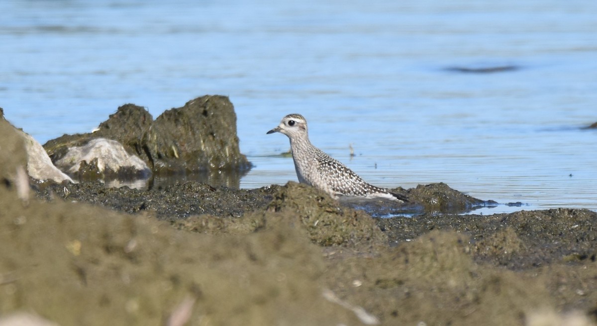 American Golden-Plover - ML643000862