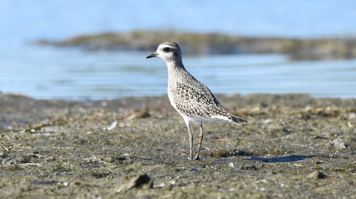 American Golden-Plover - ML643000863