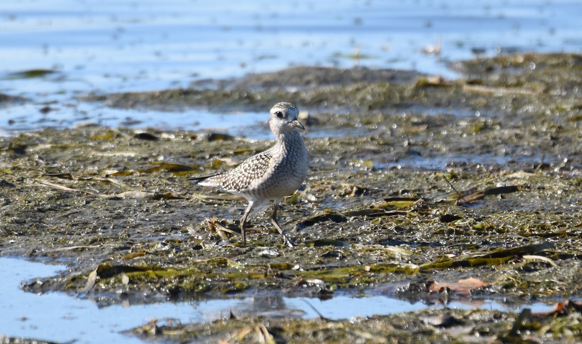 American Golden-Plover - ML643000864