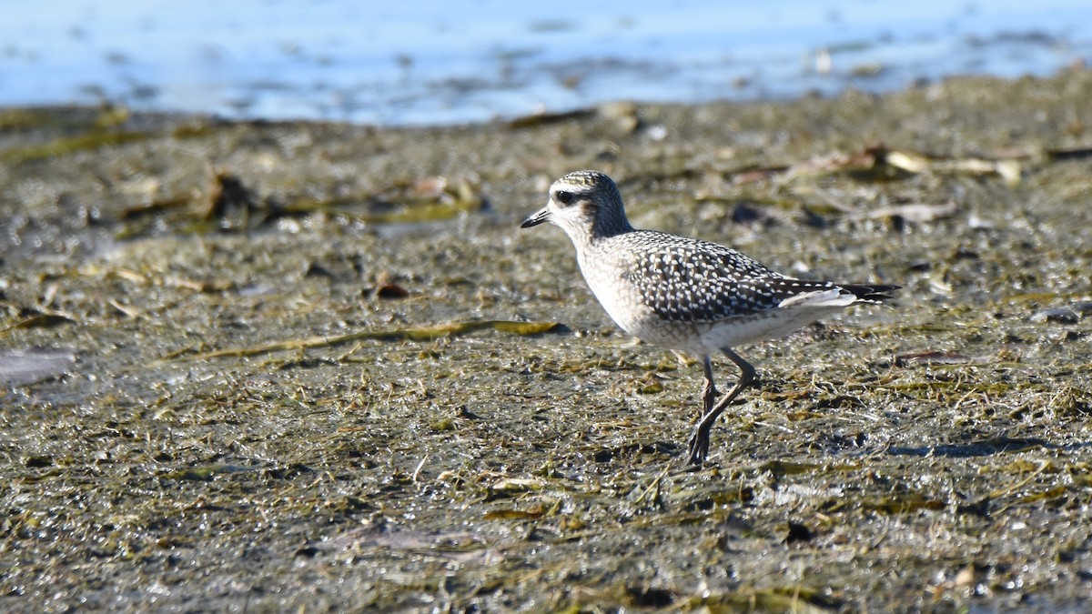 American Golden-Plover - ML643000865