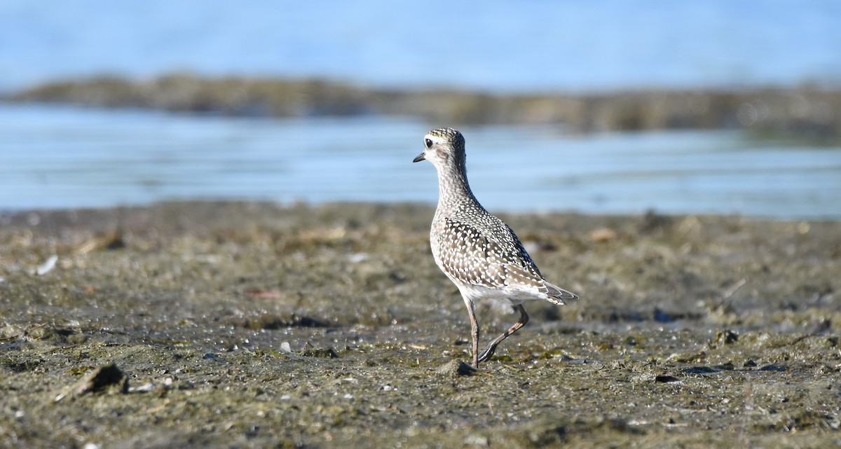 American Golden-Plover - ML643000866
