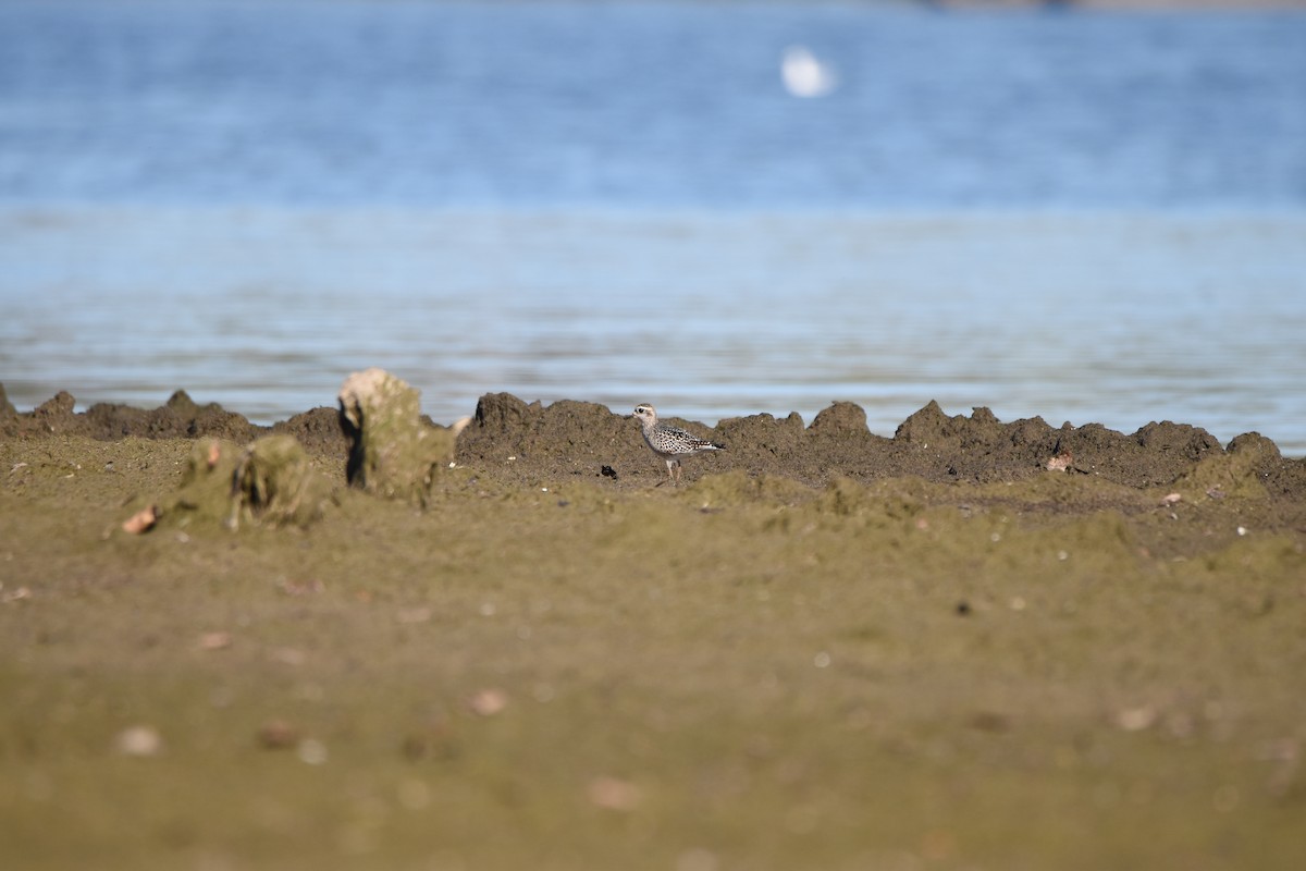 American Golden-Plover - ML643000868
