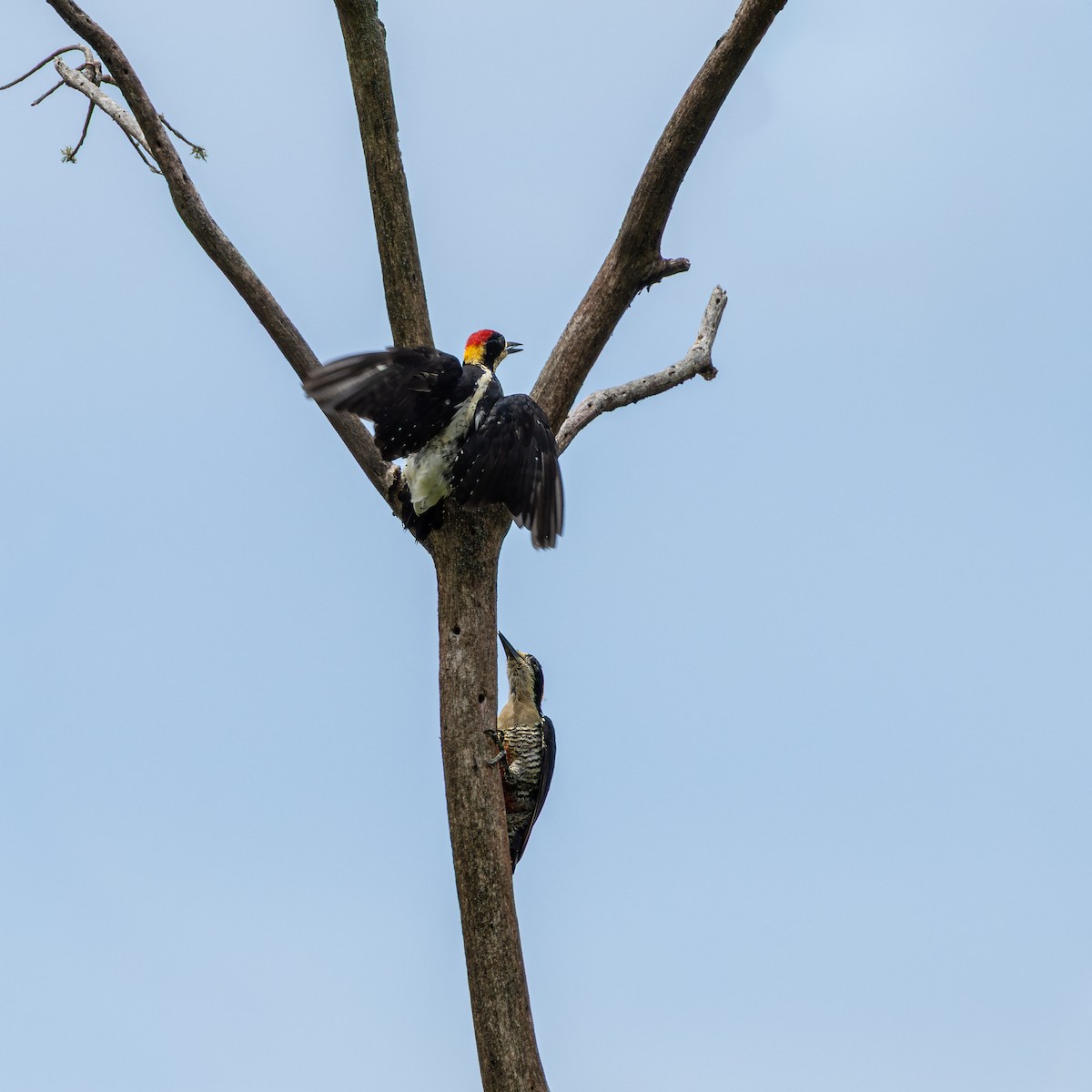 Beautiful Woodpecker - ML643000943