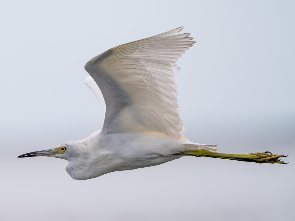 Little Blue Heron - ML643000959