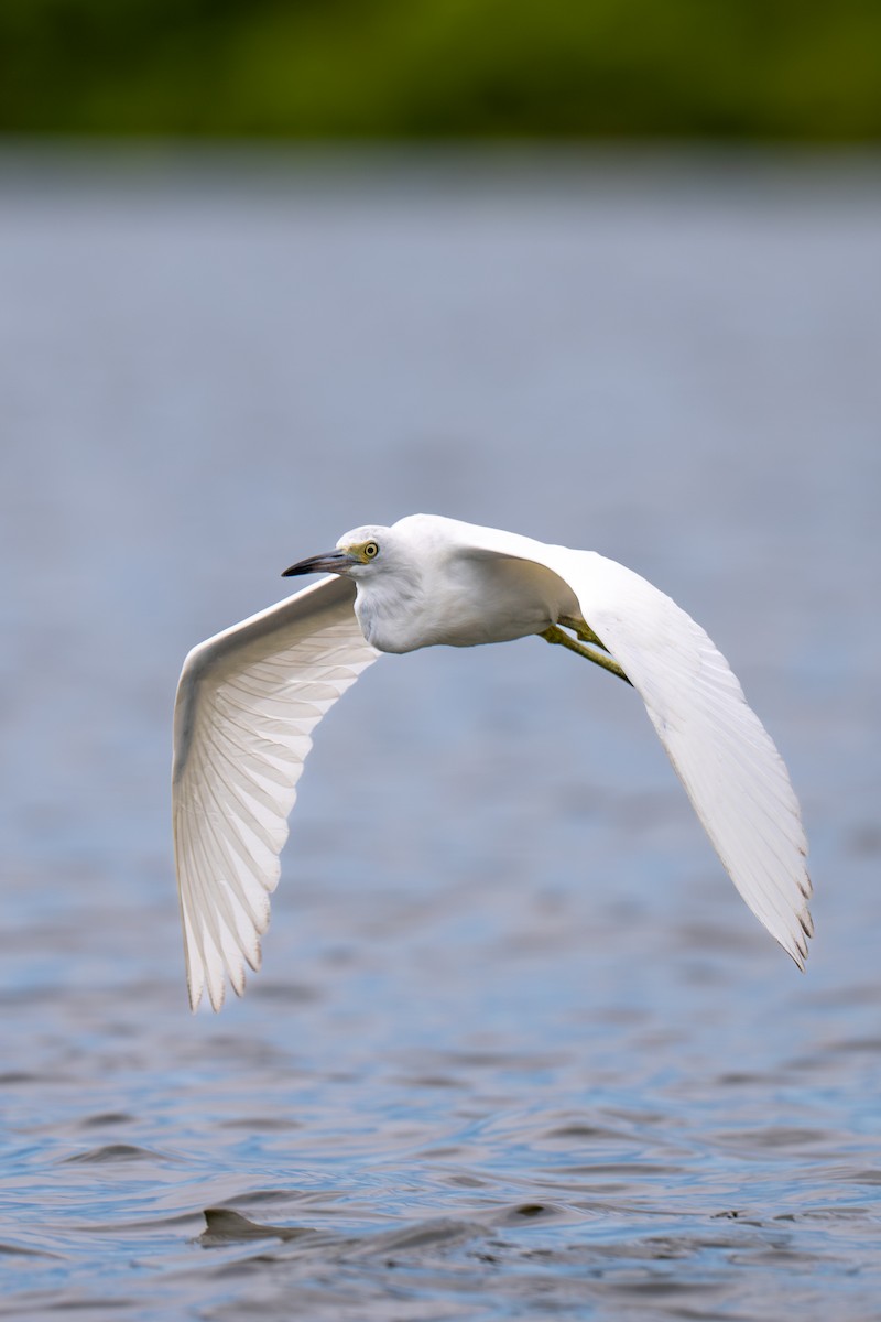 Little Blue Heron - ML643000960