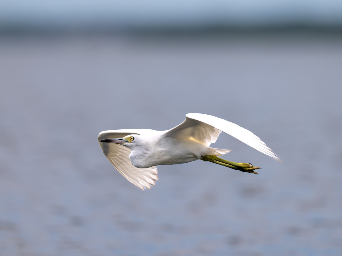 Little Blue Heron - ML643000962