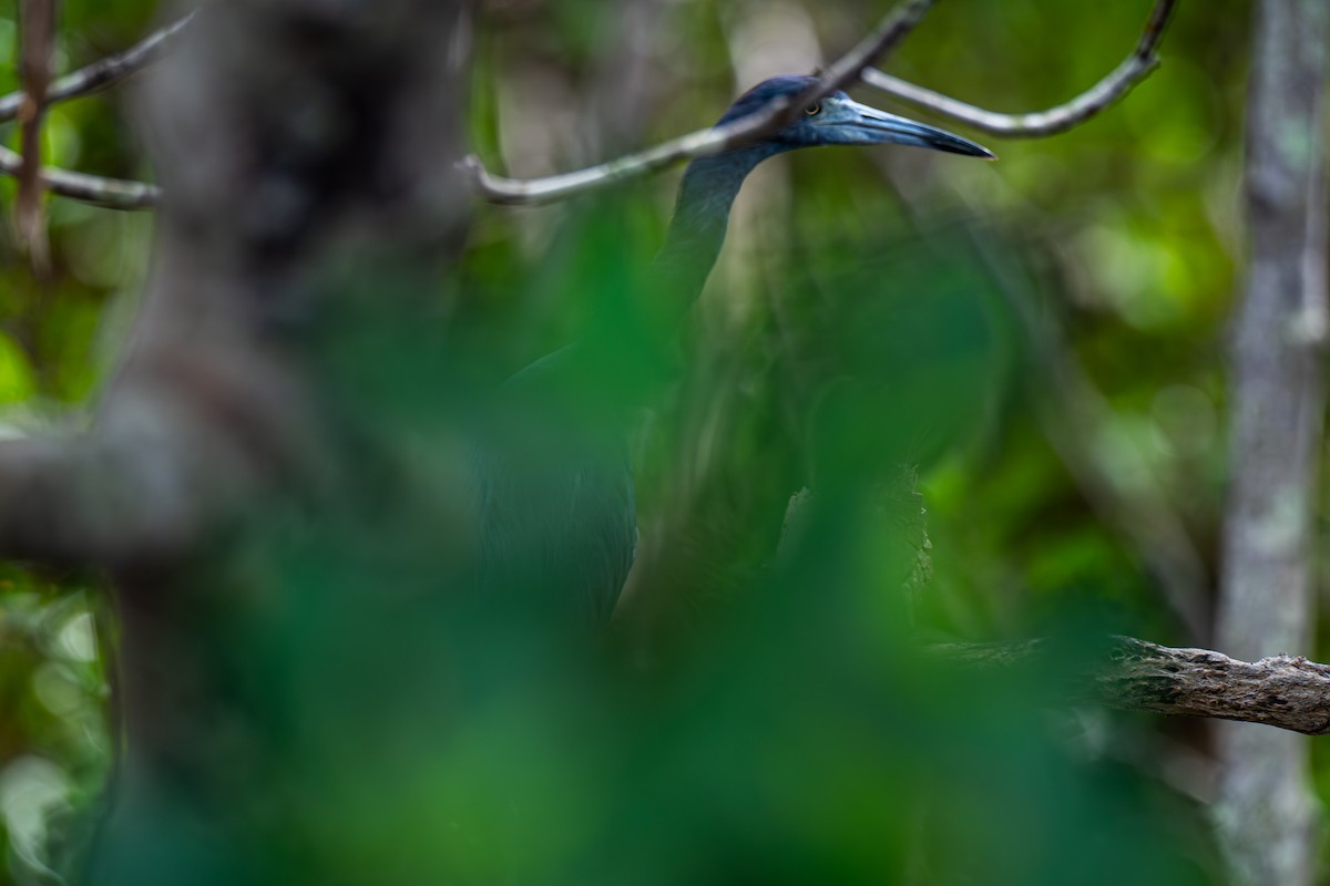 Little Blue Heron - ML643000966