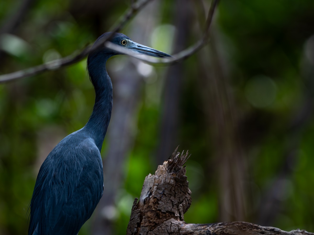 Little Blue Heron - ML643000967