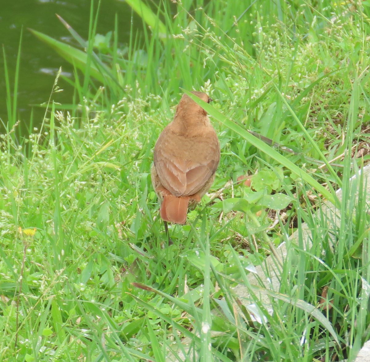 Rufous Hornero - ML643000982