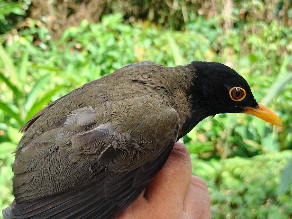 Black-hooded Thrush - ML643000989