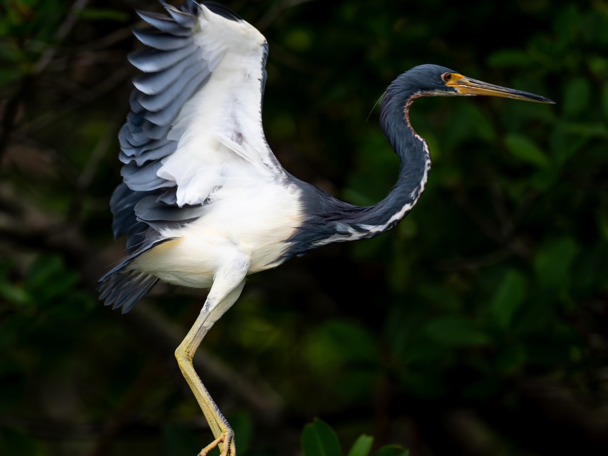 Tricolored Heron - ML643001003