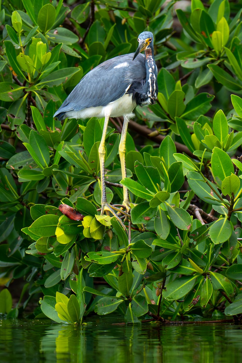 Tricolored Heron - ML643001004
