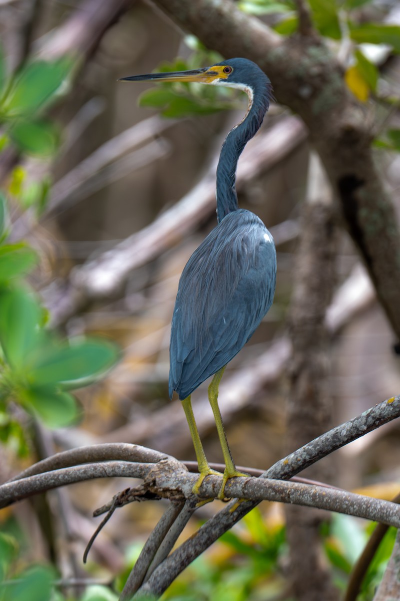Tricolored Heron - ML643001005