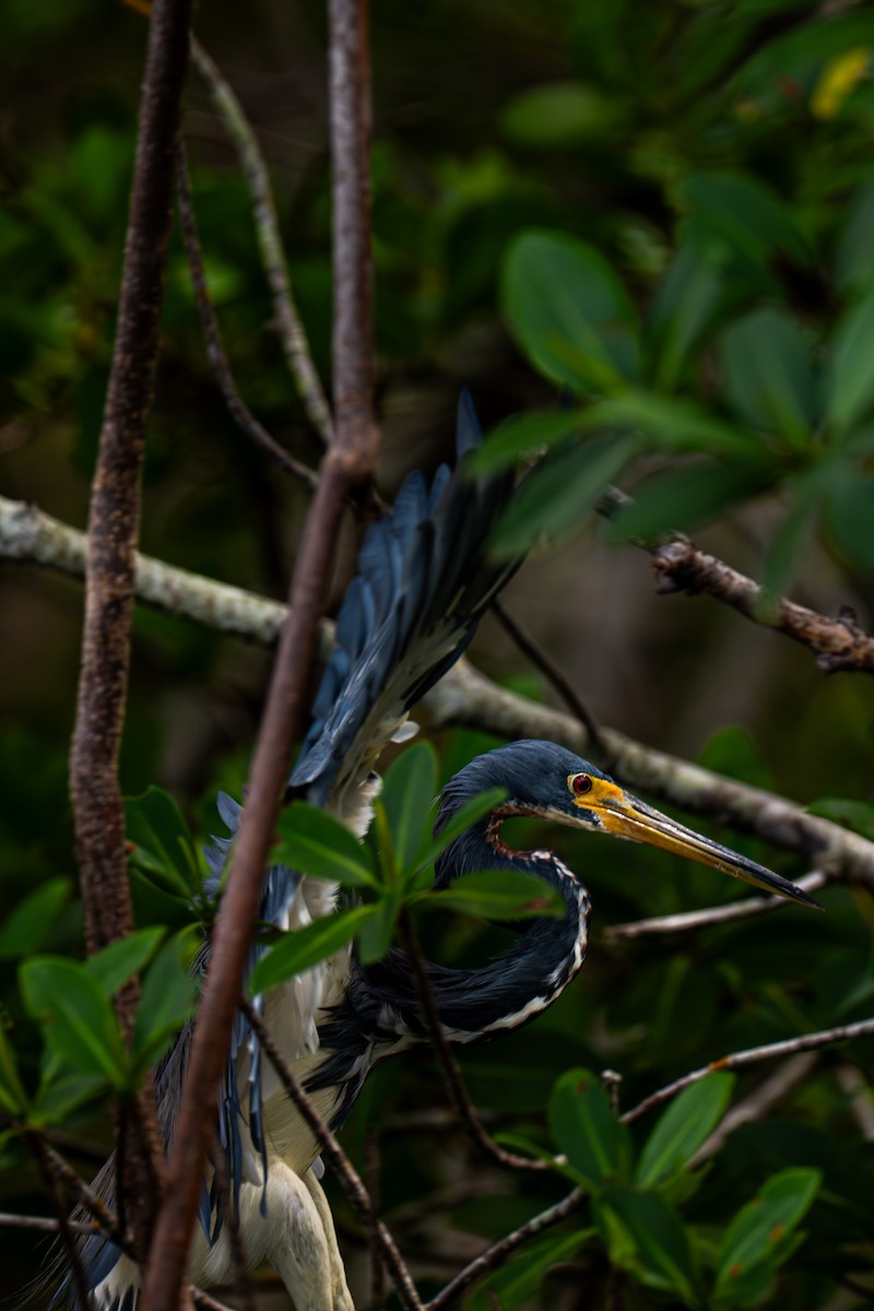 Tricolored Heron - ML643001008