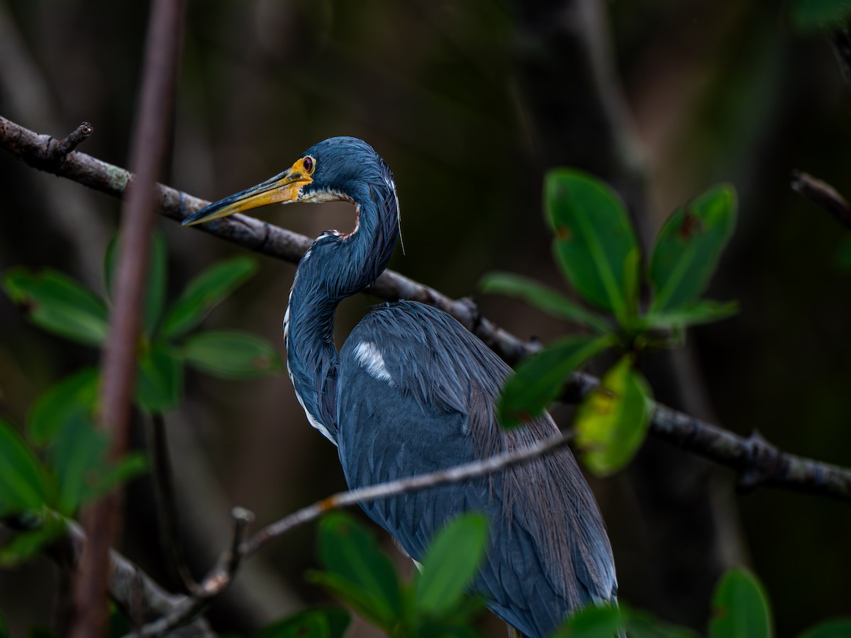 Tricolored Heron - ML643001010