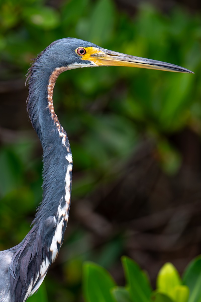 Tricolored Heron - ML643001011