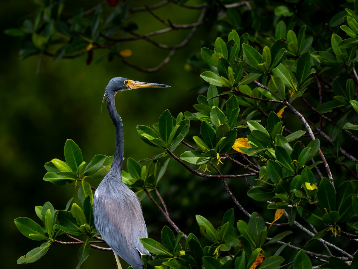 Tricolored Heron - ML643001012