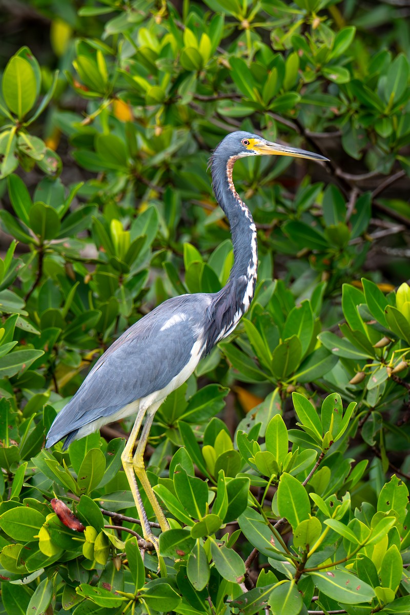Tricolored Heron - ML643001014