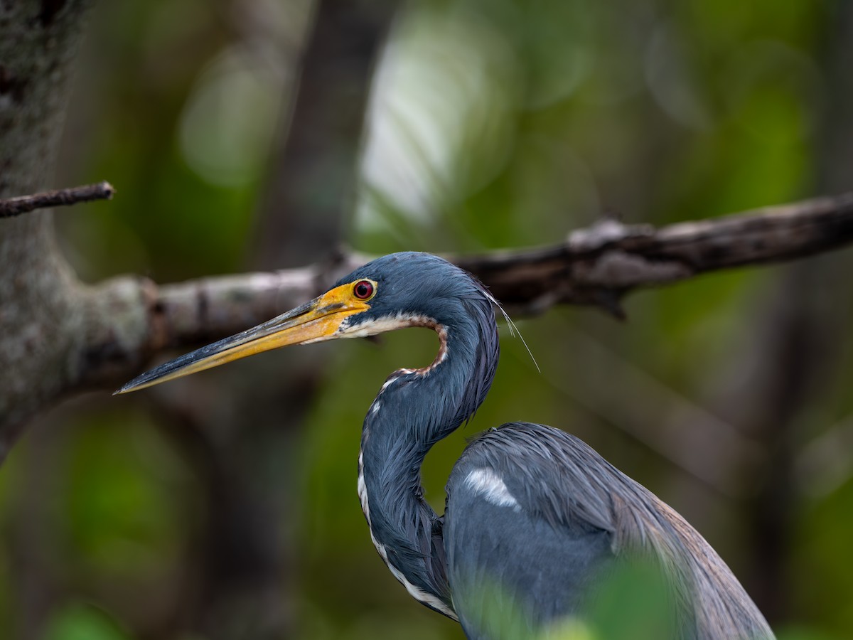 Tricolored Heron - ML643001015