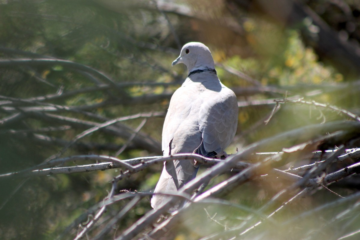 Eurasian Collared-Dove - ML643001016