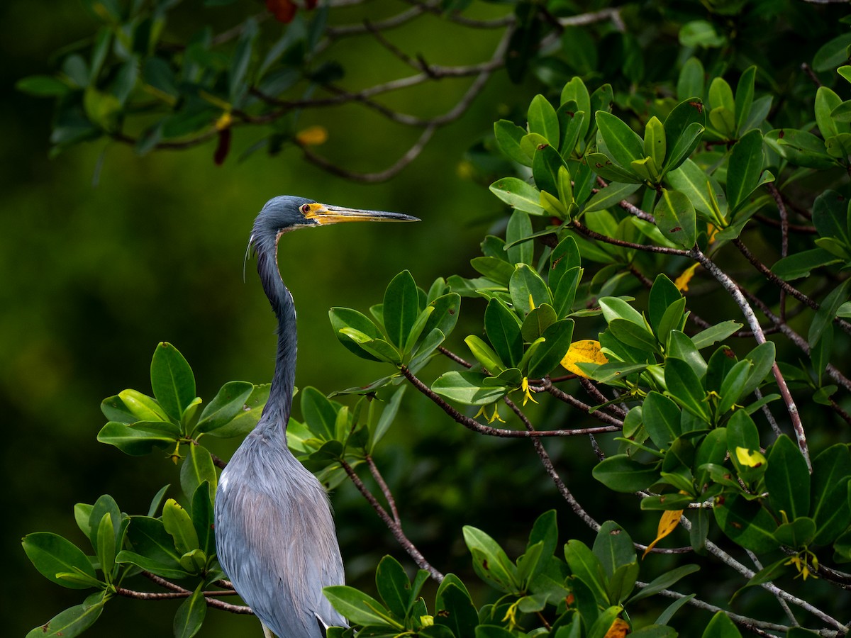 Tricolored Heron - ML643001017