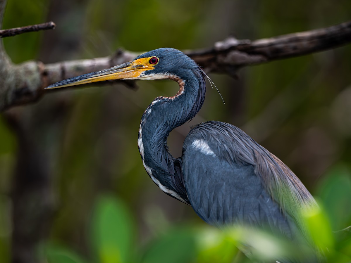 Tricolored Heron - ML643001018