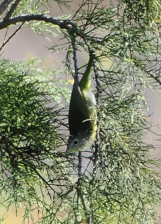 Paruline à joues grises - ML643001045