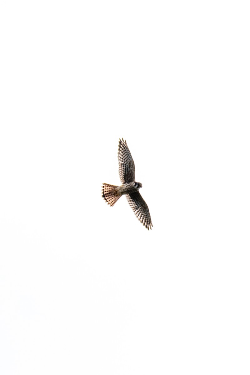American Kestrel - ML643001048
