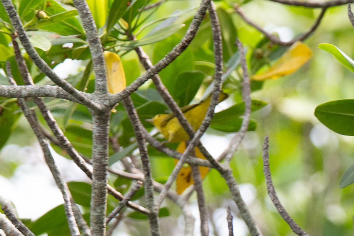 Yellow Warbler (Northern) - ML643001061