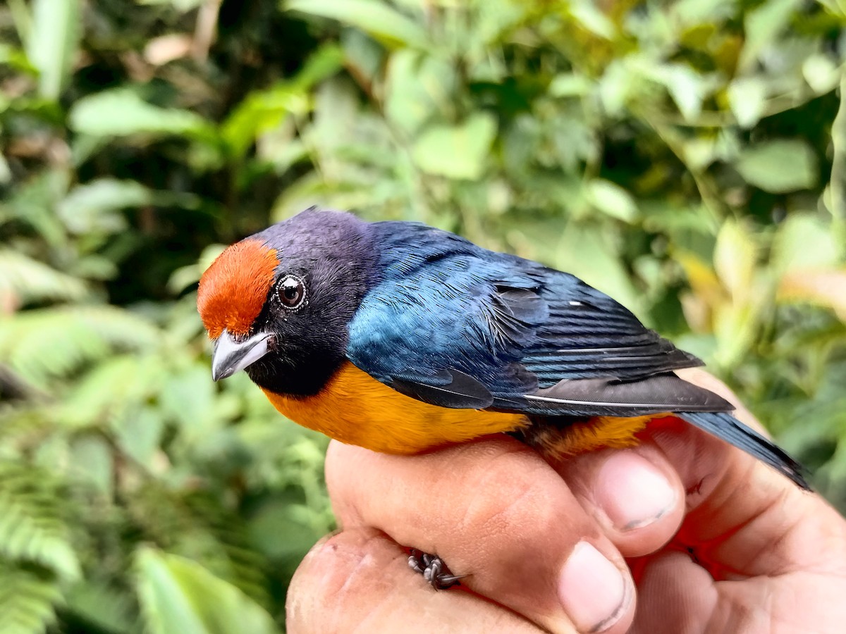 Orange-bellied Euphonia - ML643001062