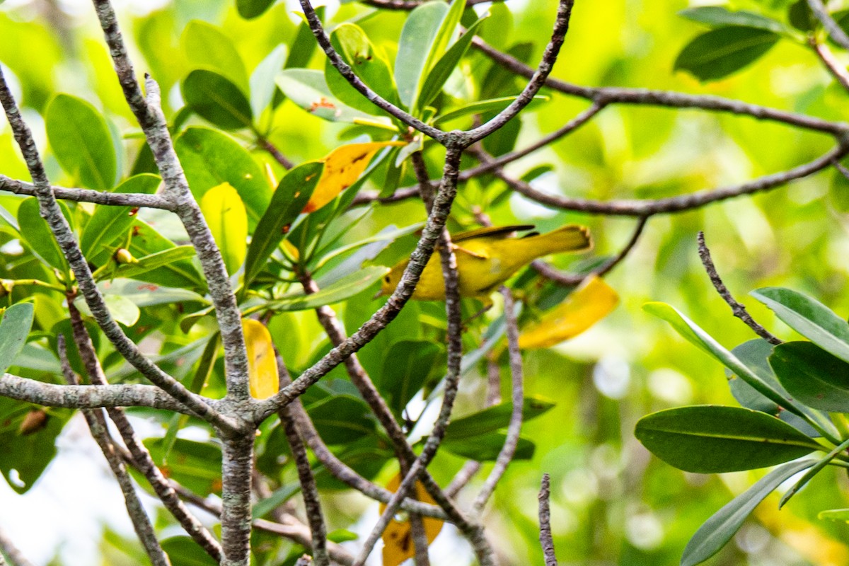 Yellow Warbler (Northern) - ML643001063