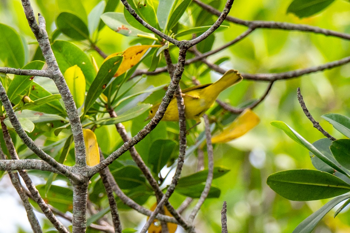 Yellow Warbler (Northern) - ML643001064