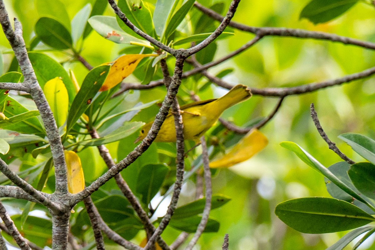 Yellow Warbler (Northern) - ML643001065