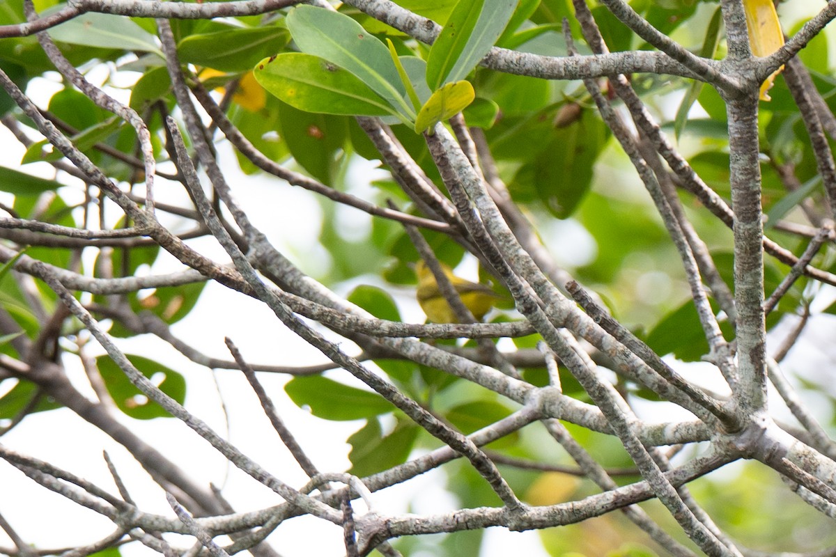 Yellow Warbler (Northern) - ML643001067