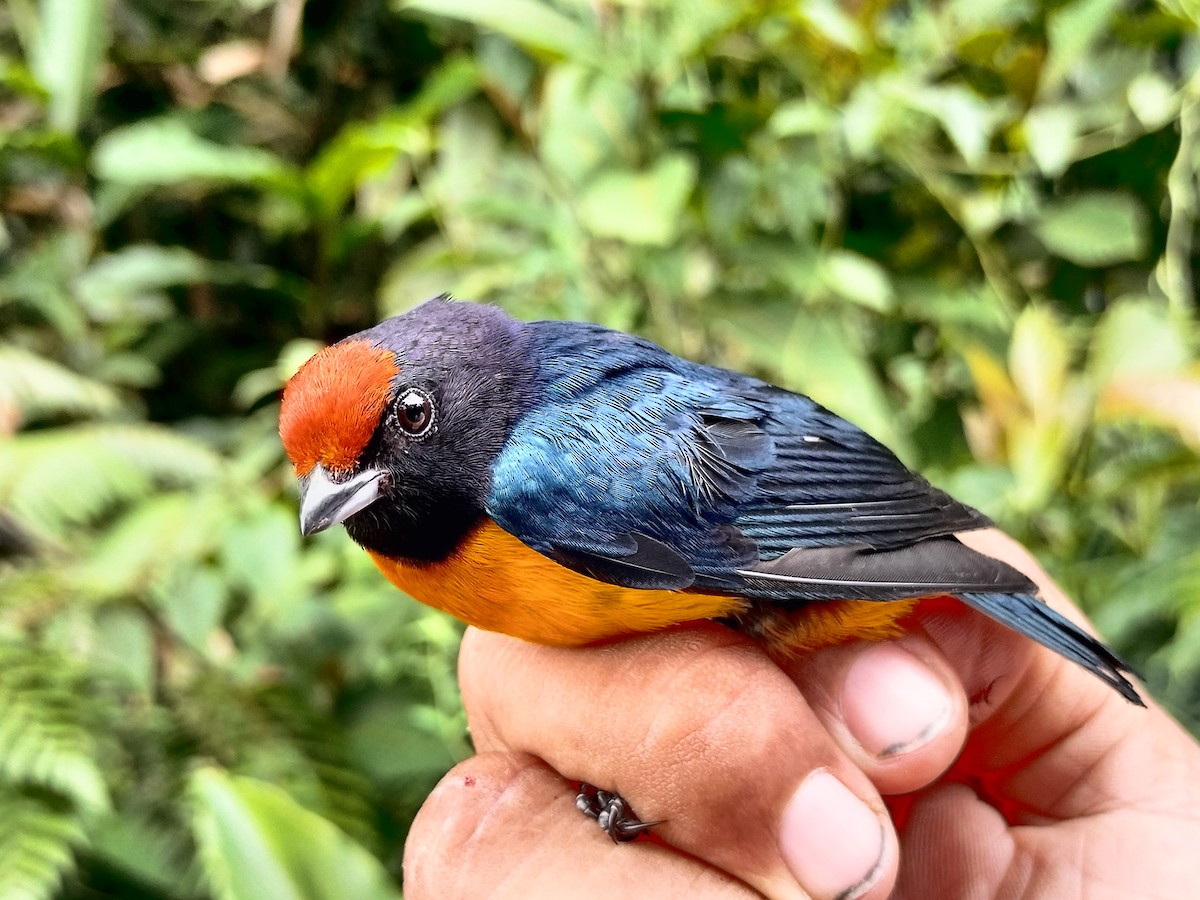 Orange-bellied Euphonia - ML643001068