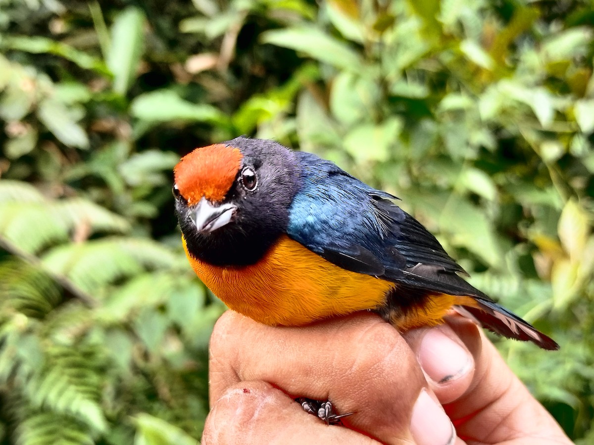 Orange-bellied Euphonia - ML643001069