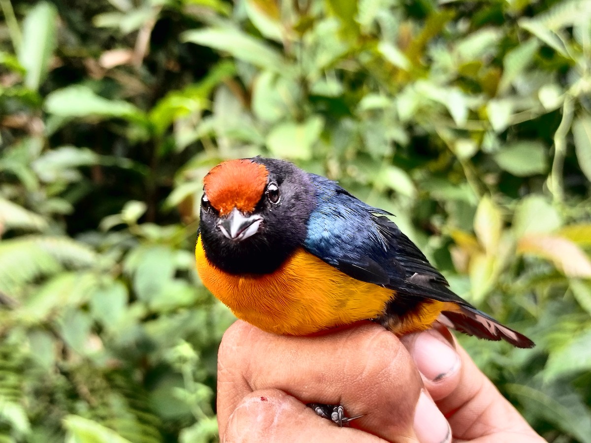 Orange-bellied Euphonia - ML643001070